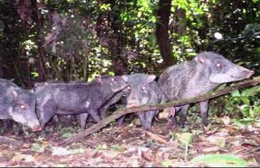 DESAPARECIDO - Homem entra na selva para observar bando de porcos do mato, índios karitianas auxiliam na busca