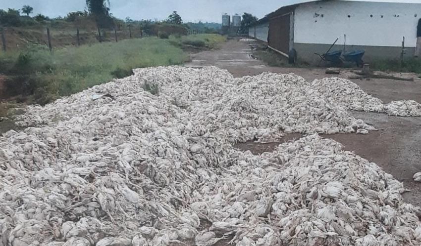 PREJUÍZO: Granja perde mais de 18 mil aves por falta de energia elétrica