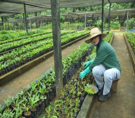 VIVEIRO MUNICIPAL: Restruturação eleva a produção para 90 mil mudas