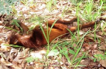 Descaso ambiental - Fios de alta tensão matam animais silvestres