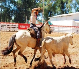 7ª edição do Rodeio do Laço Comprido será neste fim de semana