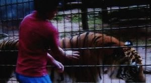 Menino tem braço dilacerado por tigre no zoológico - VÍDEO 