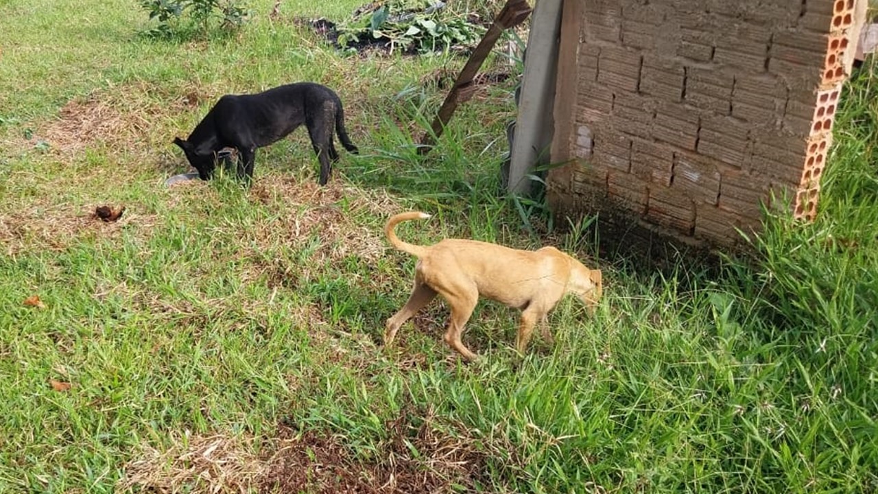 MAUS TRATOS: Mais de 75% dos casos de animais abandonados ocorrem em áreas urbanas