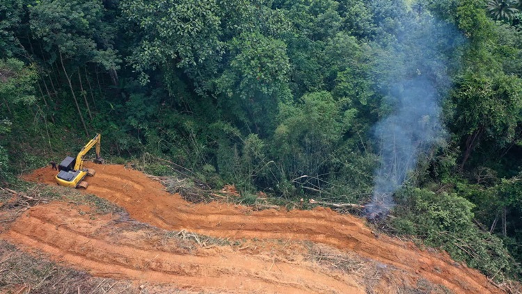 DEVASTAÇÃO: Com pior cenário da série para maio, Amazônia bate recorde de desmate pelo 3º mês