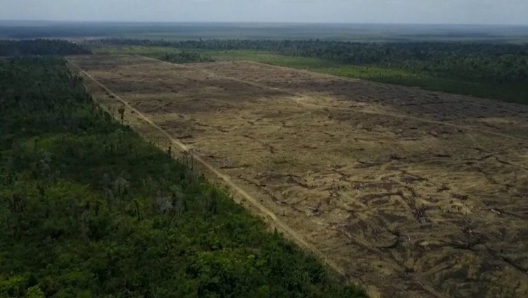 EM 2021: Desmatamento na Amazônia já corresponde ao estado do Rio de Janeiro