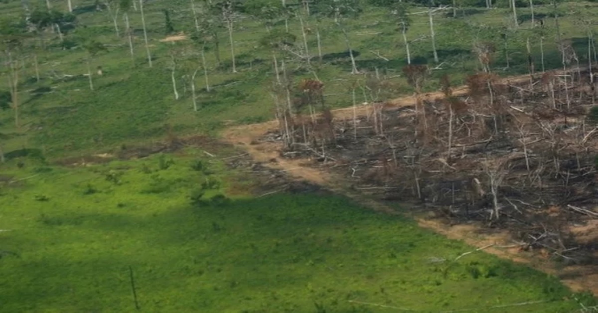DEVASTAÇÃO: Desmatamento na Amazônia tem a maior taxa em 15 anos