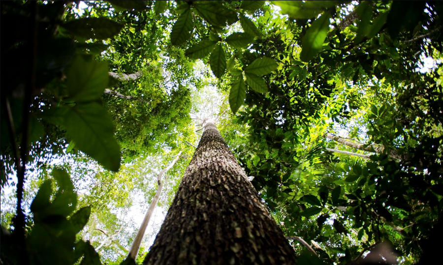MEIO AMBIENTE: Desmatamento na Amazônia cai 61% em janeiro de 2023