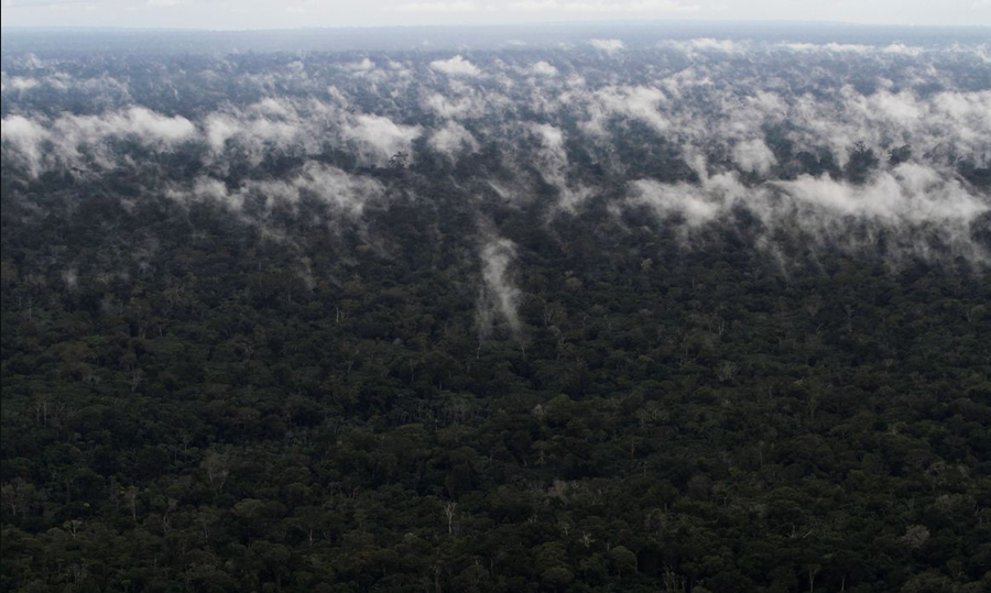 MEIO AMBIENTE: Reino Unido pode se juntar ao Fundo Amazônia