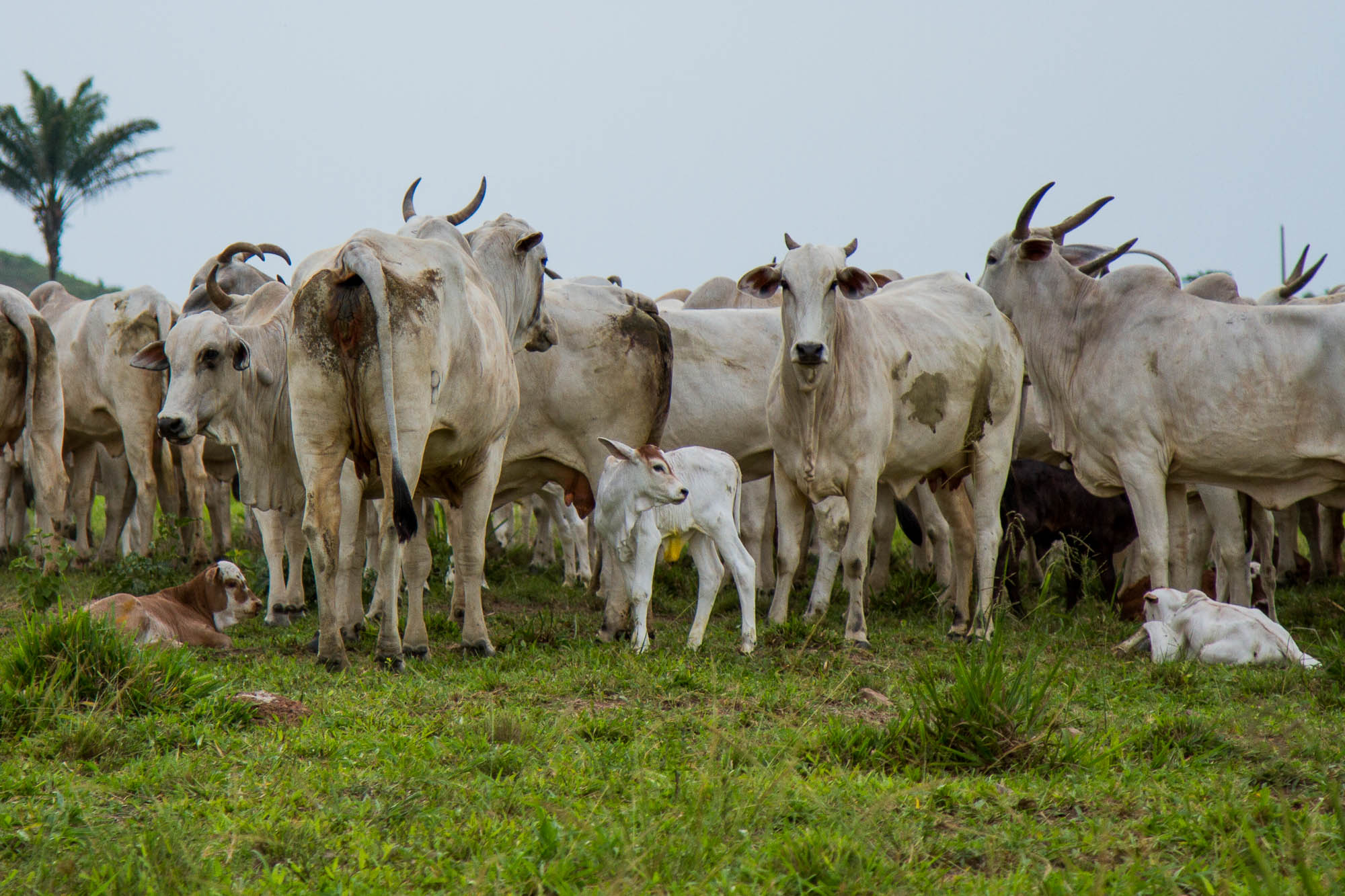 ALERTA: Ministério da Agricultura confirma caso de vaca louca no Mato Grosso