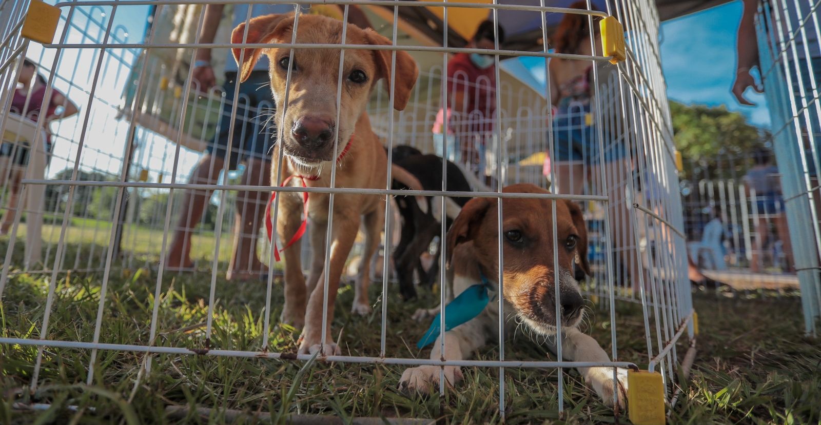 I FEIRA DA ADOÇÃO: Mais de 100 animais ganharam um novo lar em Porto Velho