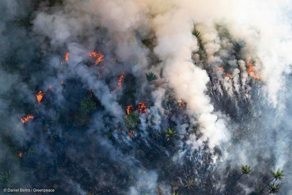 Amazônia: investigações revelam quadrilhas por trás do desmate