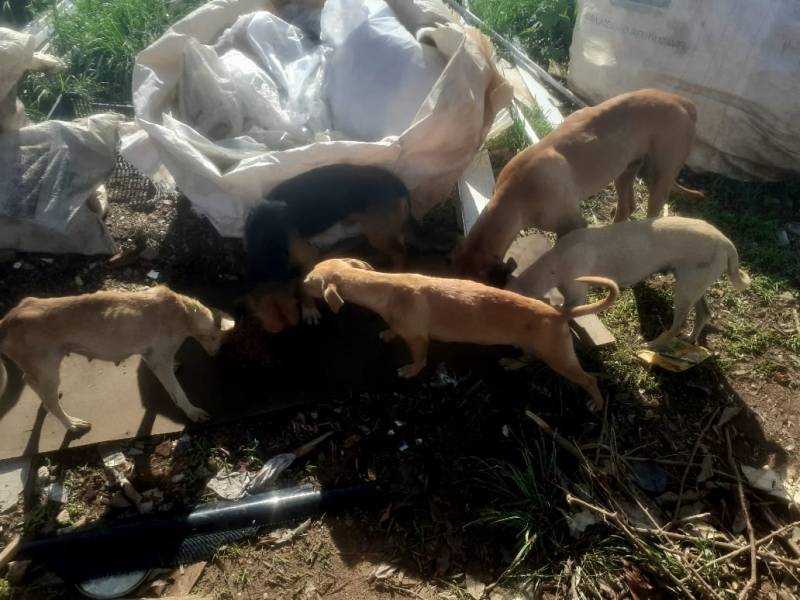 S.O.S.: ONG pede ajuda para resgatar animais abandonados em lixão no interior