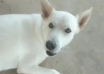 RECOMPENSA: Tutores procuram cachorro desaparecido
