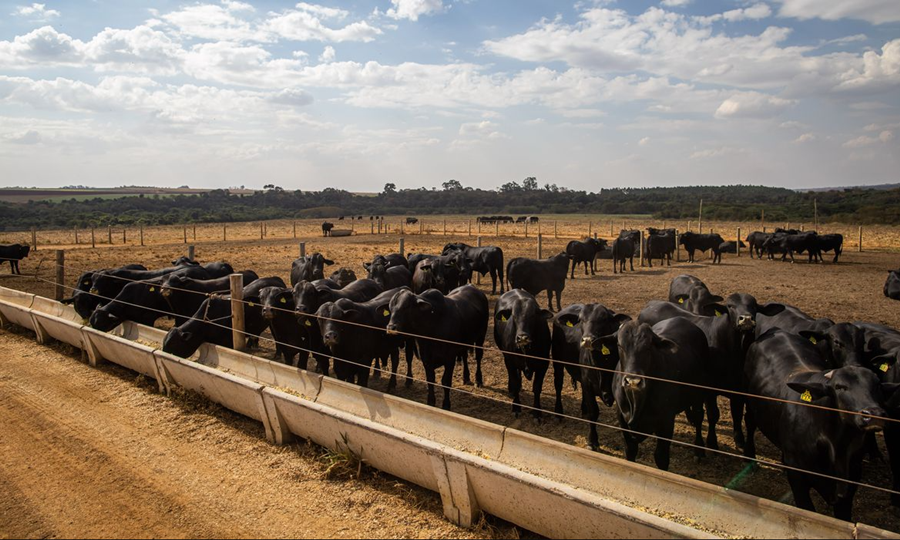 PECUÁRIA: Abate de bovinos, frangos e suínos aumenta no quarto trimestre de 2022