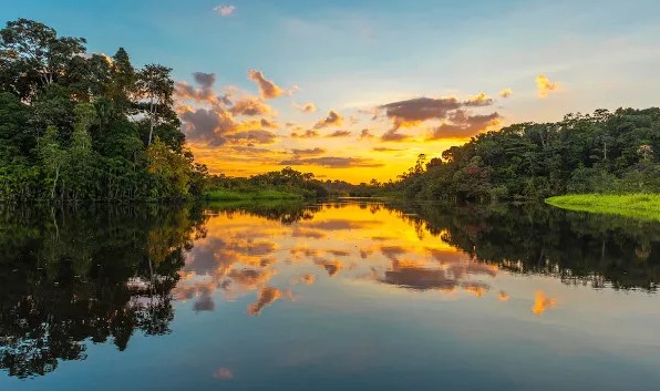 RIQUEZAS COBIÇADAS: Entenda como funciona a biopirataria e como acontece na Amazônia
