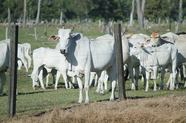 TECNOLOGIA: Guia de Transporte pode ser emitida nas casas de produtos agropecuários