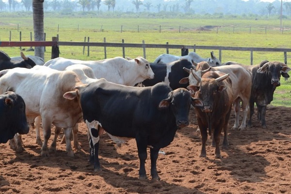 ESTRATÉGIA: Governo e Ministério da Agricultura alinham plano de vacinação de Febre Aftosa