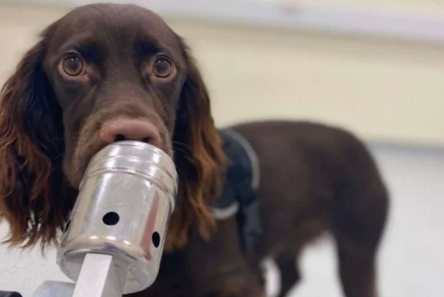 PRECISÃO: Cães conseguem detectar cheiro de estresse nas pessoas