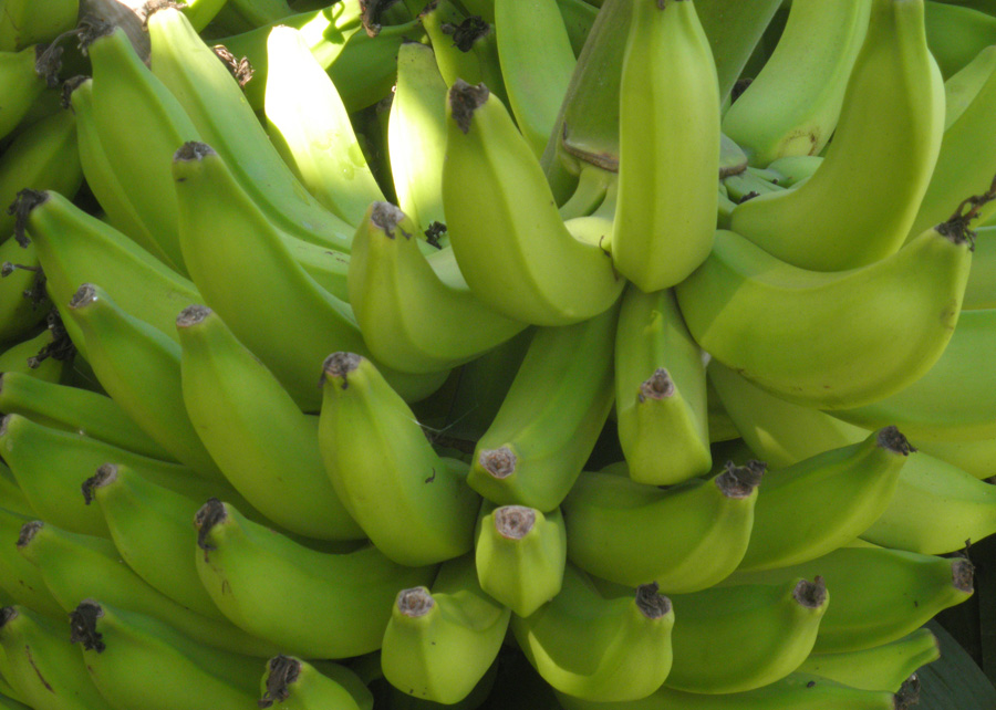 PESQUISA: Plantas de cobertura são hospedeiras do fungo causador da fusariose da bananeira
