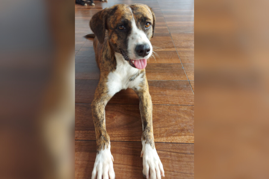 VOCÊ VIU?:  Cadela Bibi desaparece no Igarapé, em PVH