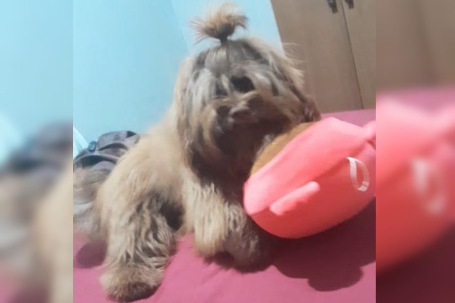 PODE AJUDAR?: Cachorro desaparece no bairro Socialista em PVH 