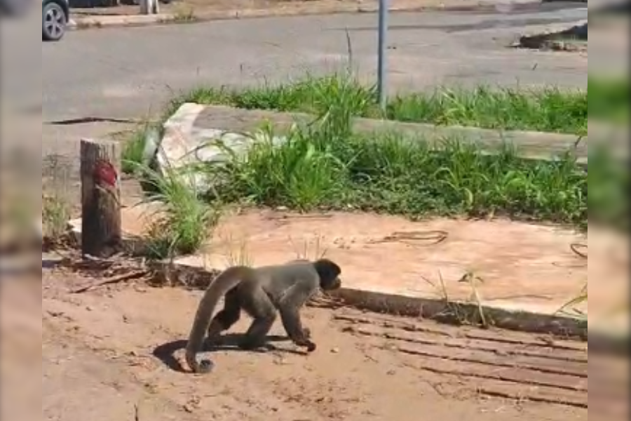 CIRCULANDO: Macaquinho solto mobiliza equipe ambiental em Vilhena
