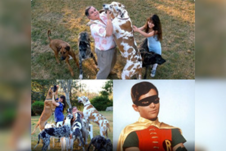 AMOR AOS PETS: Ator que interpretou o Robin do Batman vive com 50 cachorros resgatados e salvos 