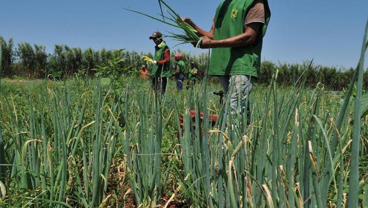 AGRICULTURA: Plano Safra 21/22 aumenta recursos para técnicas agrícolas sustentáveis