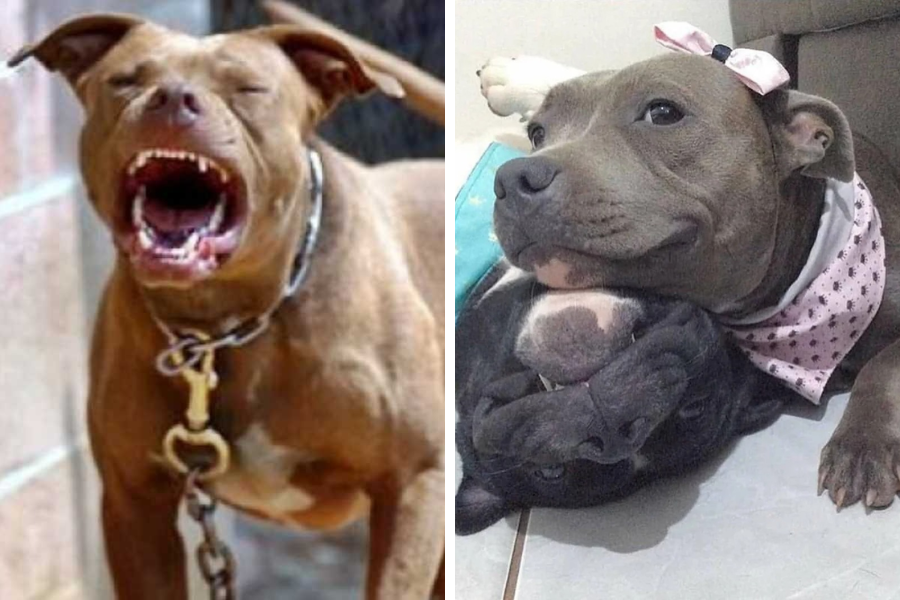 ENQUETE: Sobre pitbulls - você acha que a raça é naturalmente agressiva ou depende da criação?
