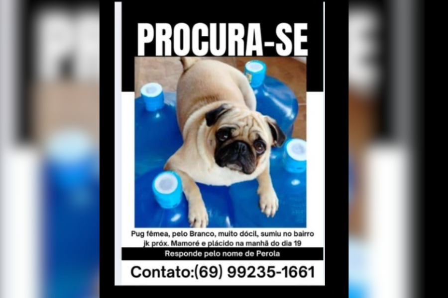 PÉROLA: Tutores procuram por cadela pug desaparecida no bairro JK