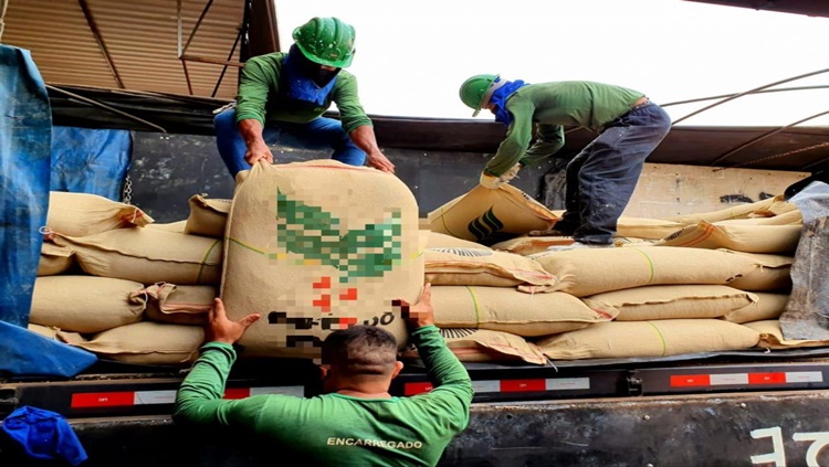 AMAZÔNICO: Produtores de Café Robusta comemoram êxito de projeto piloto de exportação