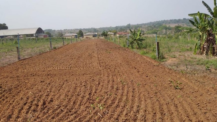 CAPIM-ELEFANTE: Produtores rurais recebem mudas da Cultivar BRS Capiaçu para nutrição do gado