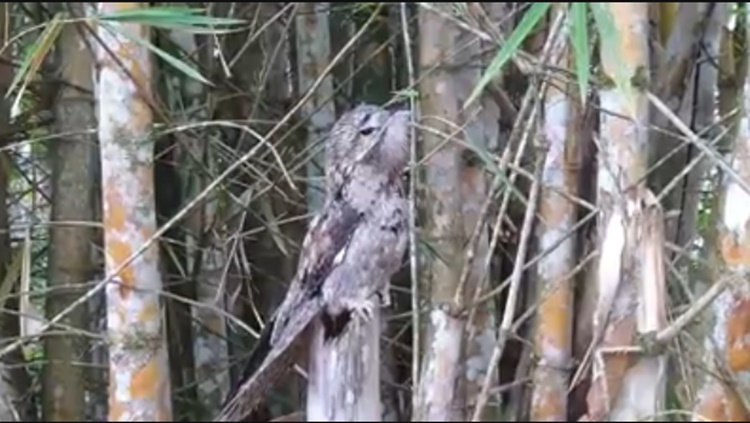 RONDÔNIA: Pássaro 'diferente' é resgatado por comerciante e devolvido à natureza