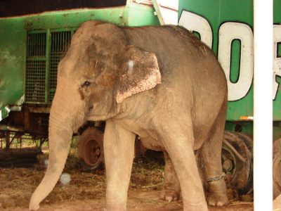 Atrações do Circo Portugal chegam em Porto Velho