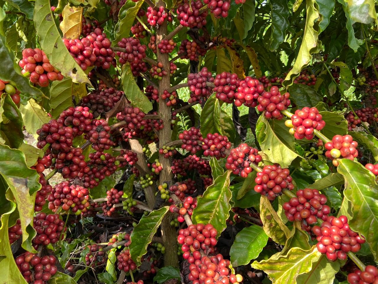 RONDÔNIA: Inscrições do 5º Concafé encerram nesta sexta-feira, 21