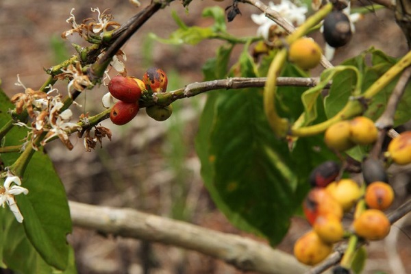 AGRICULTURA: Indígenas de RO se destacam na produção de café com sustentabilidade