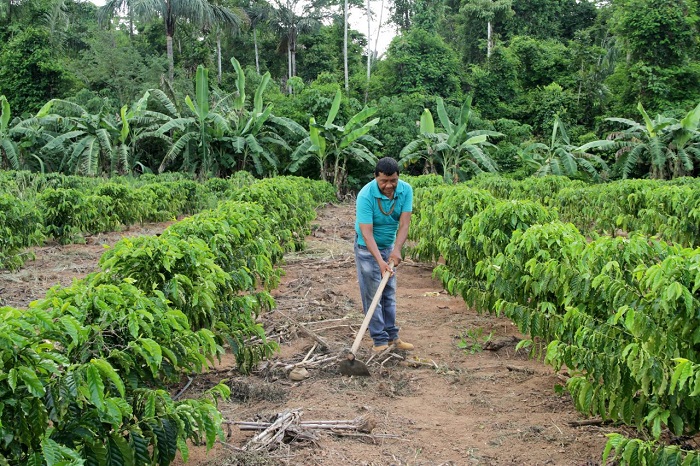 CAFEICULTURA: Programa de Prevenção melhora produção de mudas de café em Rondônia