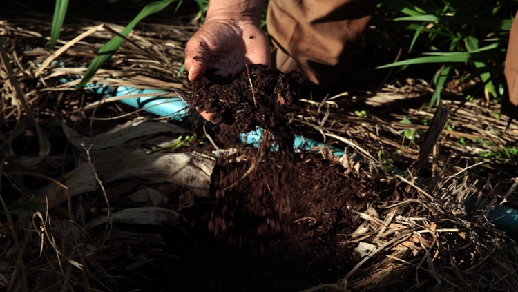 NATURAL: Brasil deve ser destaque mundial no uso de bioinsumos nos próximos anos