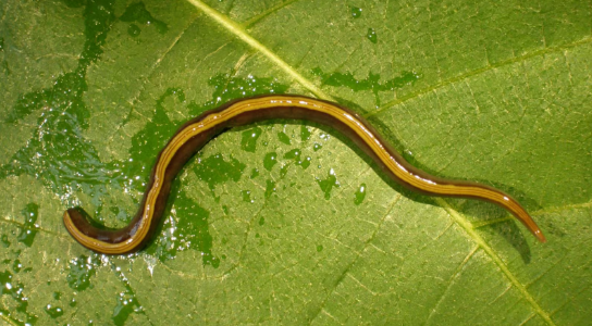 ESTUDO REVELA: Verme invasor se espalha rapidamente ao grudar no pelo de cães e gatos