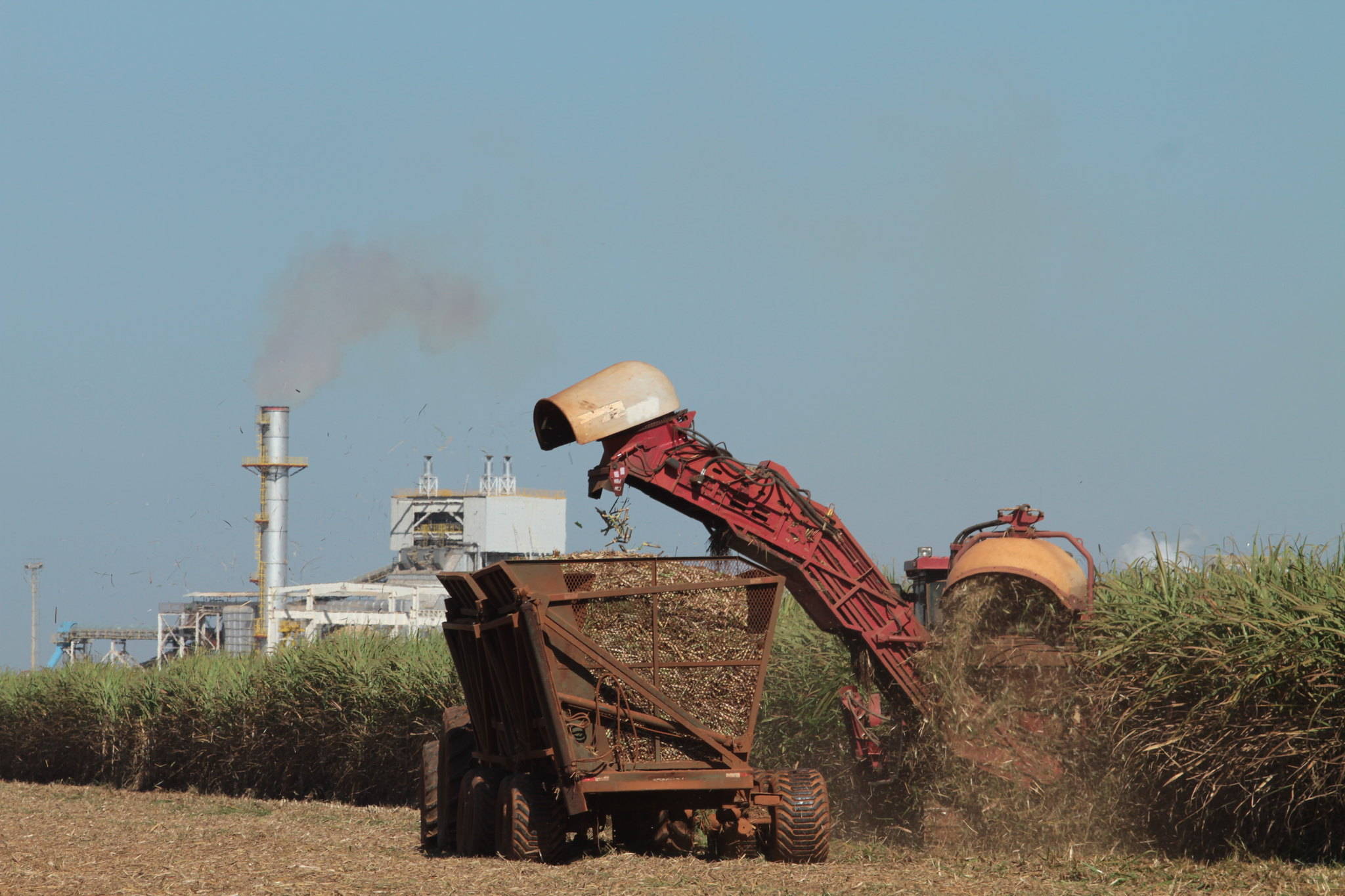 NOVO DECRETO: Cana-de-açúcar na Amazônia: aumenta a produtividade e o desmatamento