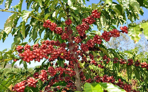 PREGÃO: Governo vai comprar café robusta produzido em Rondônia