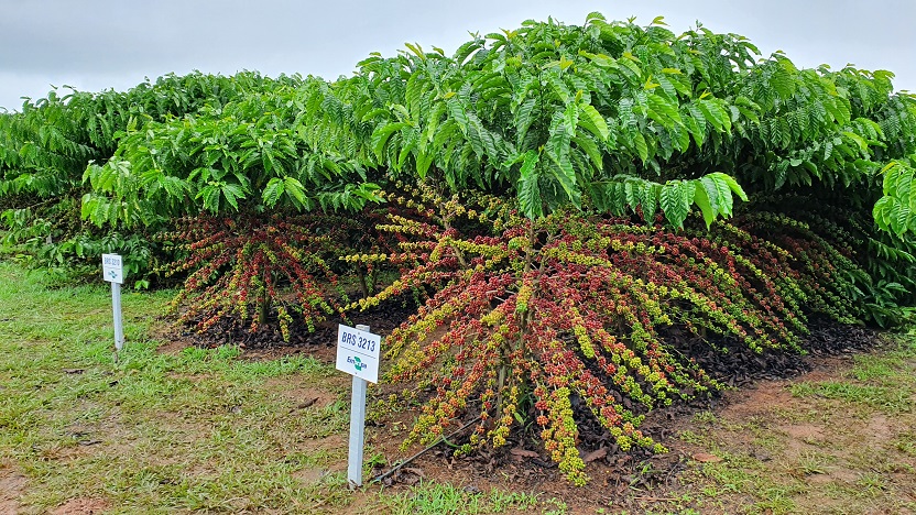 PESQUISA: Robusta Amazônico é caso de sucesso na cafeicultura nacional