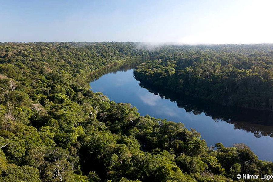 IMPACTOS: PV questiona no STF lei estadual que flexibiliza proteção ambiental 