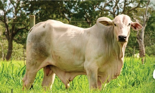 PORTO VELHO: Inscrições abertas para Curso de Melhoramento de Gado de Corte