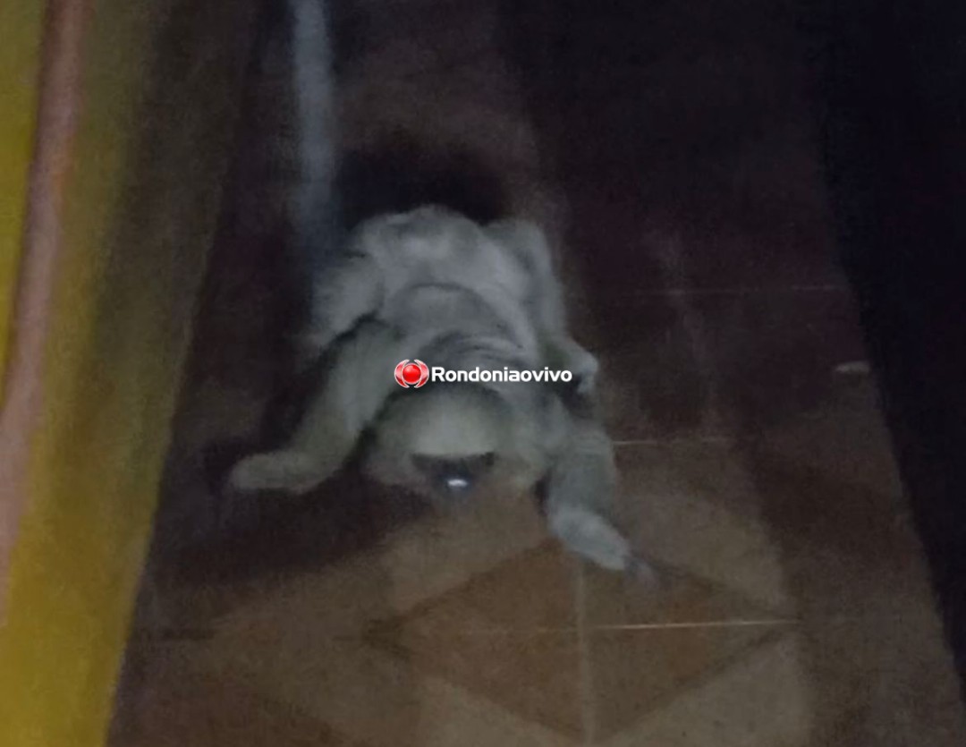 SUSTO: Homem encontra bicho-preguiça dentro de casa em Porto Velho