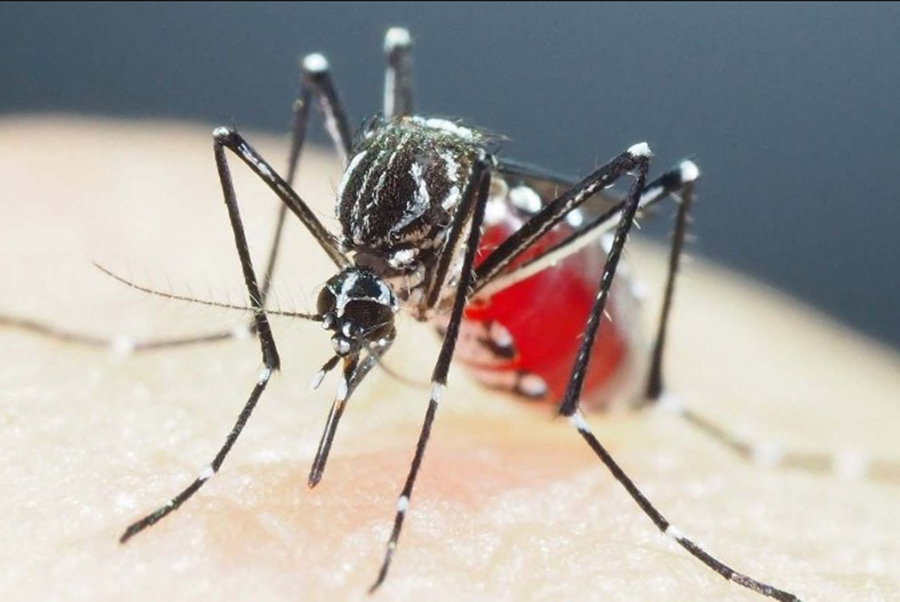 PREOCUPAÇÃO: Brasil tem recorde de mortes em decorrência da dengue em 2022