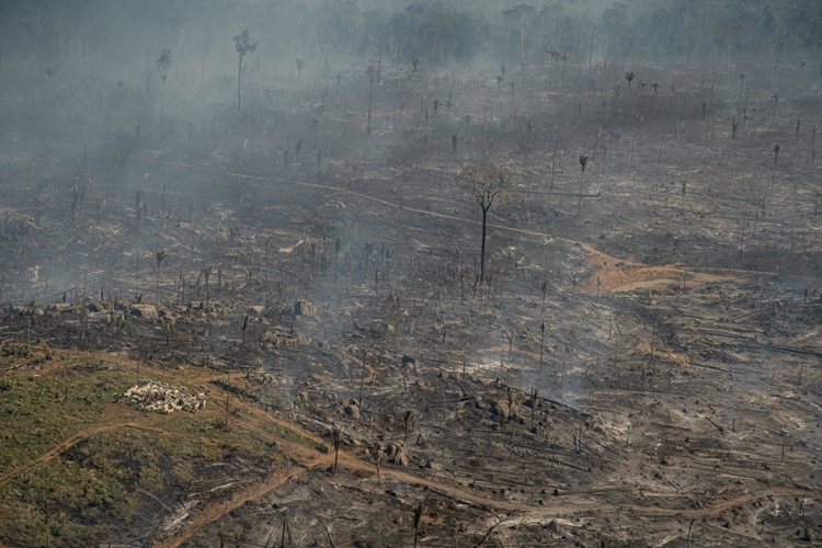 DEVASTAÇÃO: Desmatamento na Amazônia cresce 57% nos últimos 12 meses