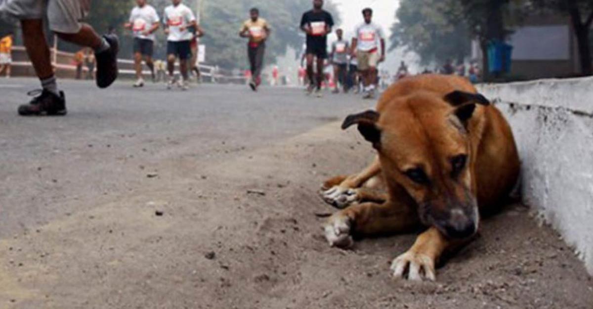 PETS: Dezembro Verde alerta sobre maus-tratos e abandono de animais