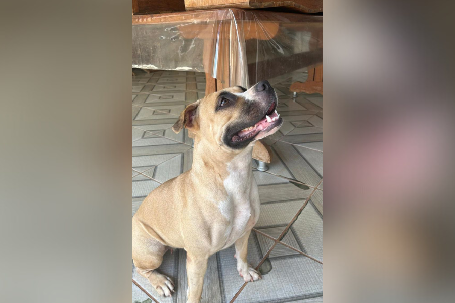 SUMIDA: Tutores procuram por cadela perdida no bairro Lagoa 