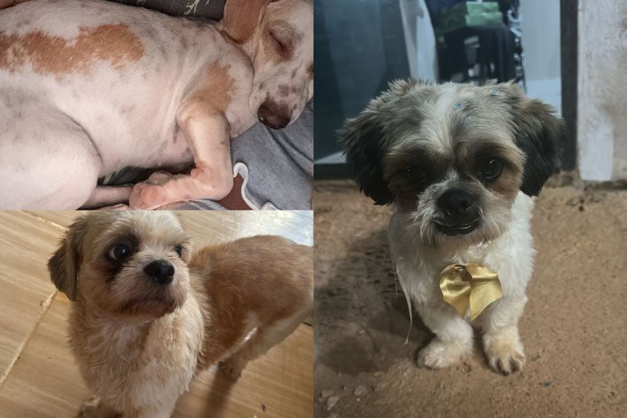 PROCURA-SE: Três cachorros desaparecem no Nova Esperança, em PVH